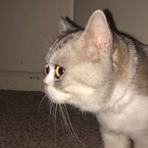 Meet your Posher, Paul